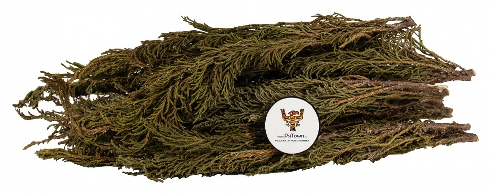Артыш, лапник/ветви (Магический можжевельник) фото 1 — PsiTown