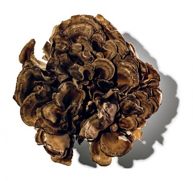 Майтаке, мицелий (Гриб Баран, Grifola Frondosa mycelium) — PsiTown