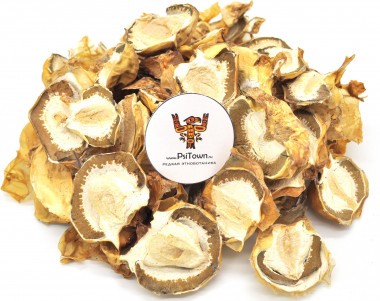 Весёлка обыкновенная, плодовое тело — PsiTown