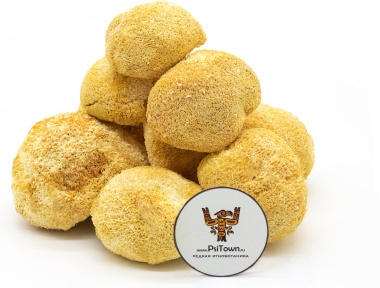 Ежовик Гребенчатый, цельный гриб (Гериций, Львиная Грива, Lion&#039;s Mane) — PsiTown