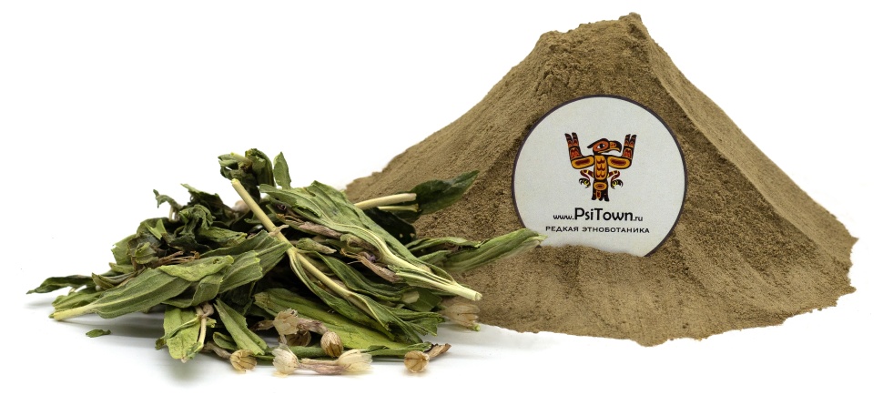 Опт - Аюга Туркестанская (Ajuga Turkestanica, Живучка), экстракт фото 1 — PsiTown