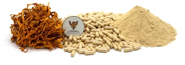 Кордицепс Милитарис, капсулы - мицелий (Cordyceps Militaris, mycelium) — PsiTown