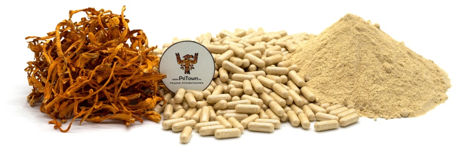 Кордицепс Милитарис, капсулы - мицелий (Cordyceps Militaris, mycelium) фото 1 — PsiTown