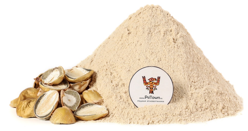 Весёлка обыкновенная, мицелий (Phallus impudicus) фото 1 &mdash; PsiTown