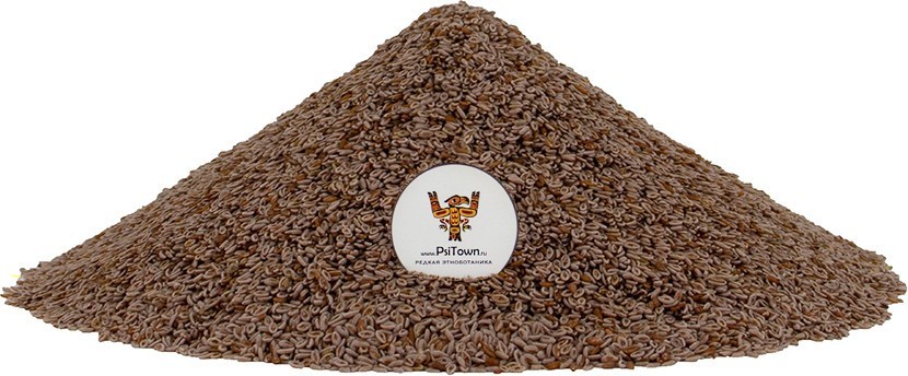 Подорожник, семена (Псиллиум, Plantago Psyllium) фото 1 — PsiTown