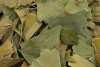 Гинкго Билоба, цельный лист (Ginkgo Biloba, leaf) фото 3 &mdash; PsiTown