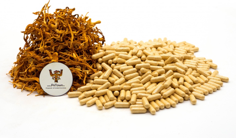 Кордицепс Милитарис, капсулы - плодовое тело (Cordyceps Militaris) фото 1 — PsiTown